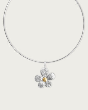 Daisy